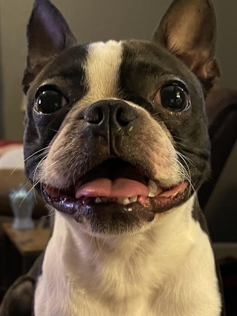 Boston Terrier: The Dapper Little Gentleman with a Grin