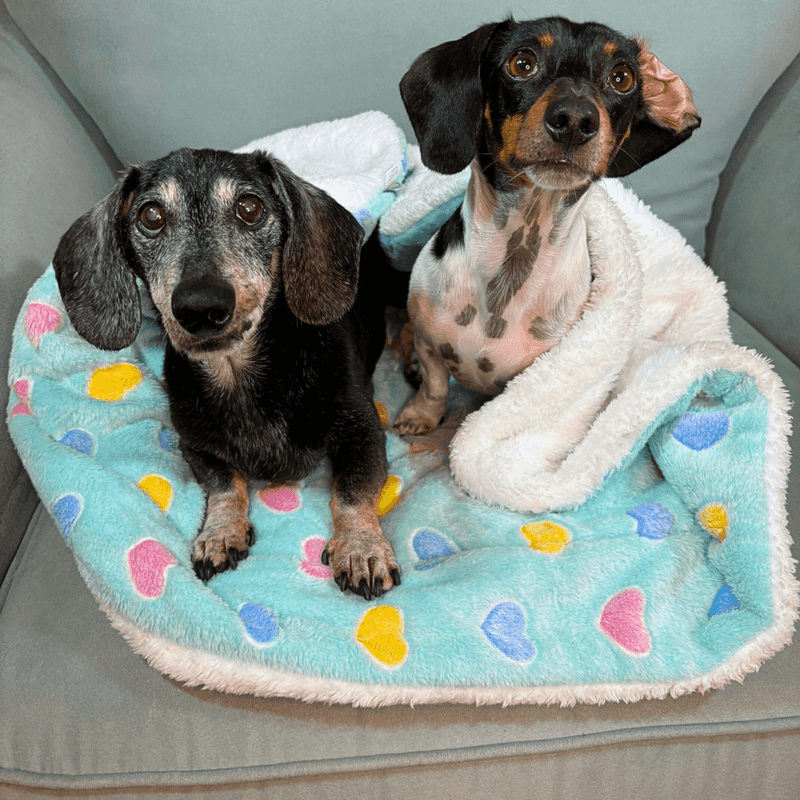 Dachshund