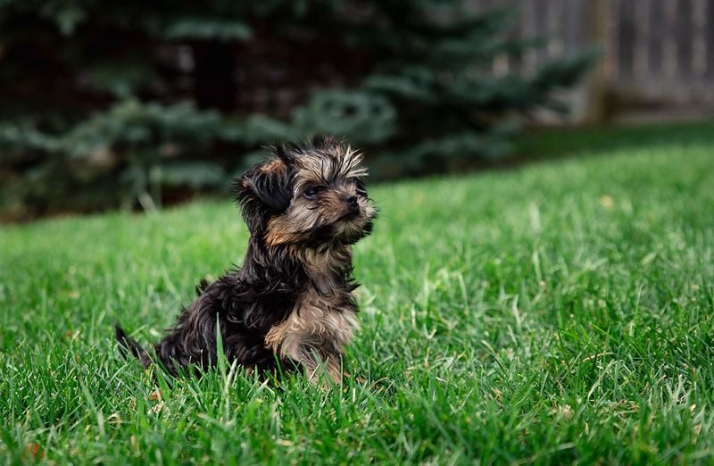 Morkie: The Living Teddy Bear
