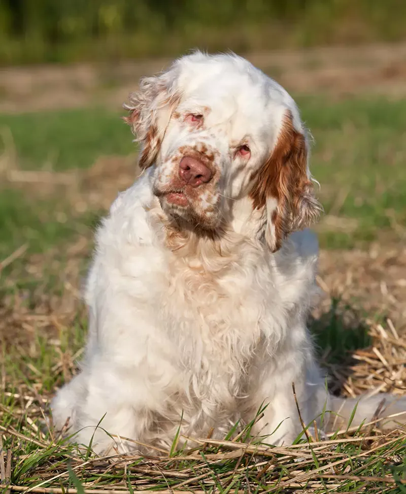 Clumber Spaniel