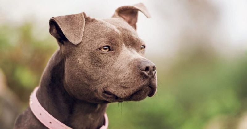 Pit Bull Terrier: Powerful Jaws and Misunderstood Nature