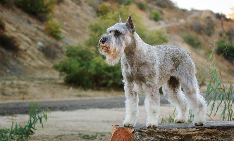 Schnauzer: The Bearded Guardian With Fresh Appeal