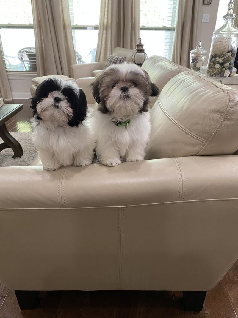 Shih Tzu