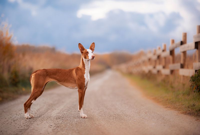Ibizan Hound