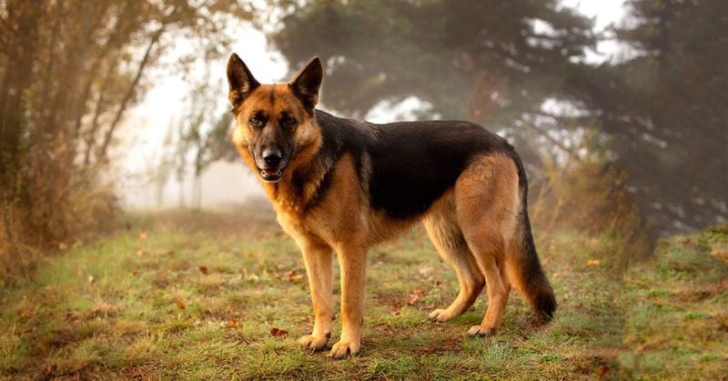 German Shepherd: The Intuitive Guardian