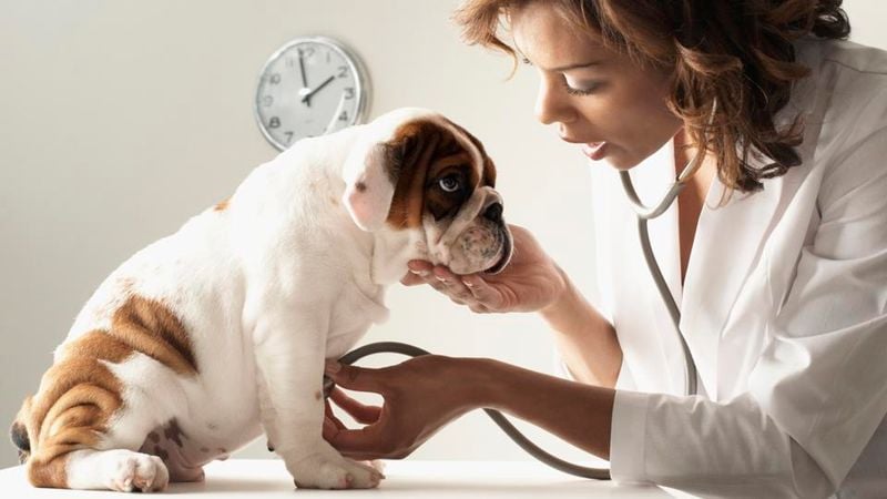 Frequent Vet Check-Ups