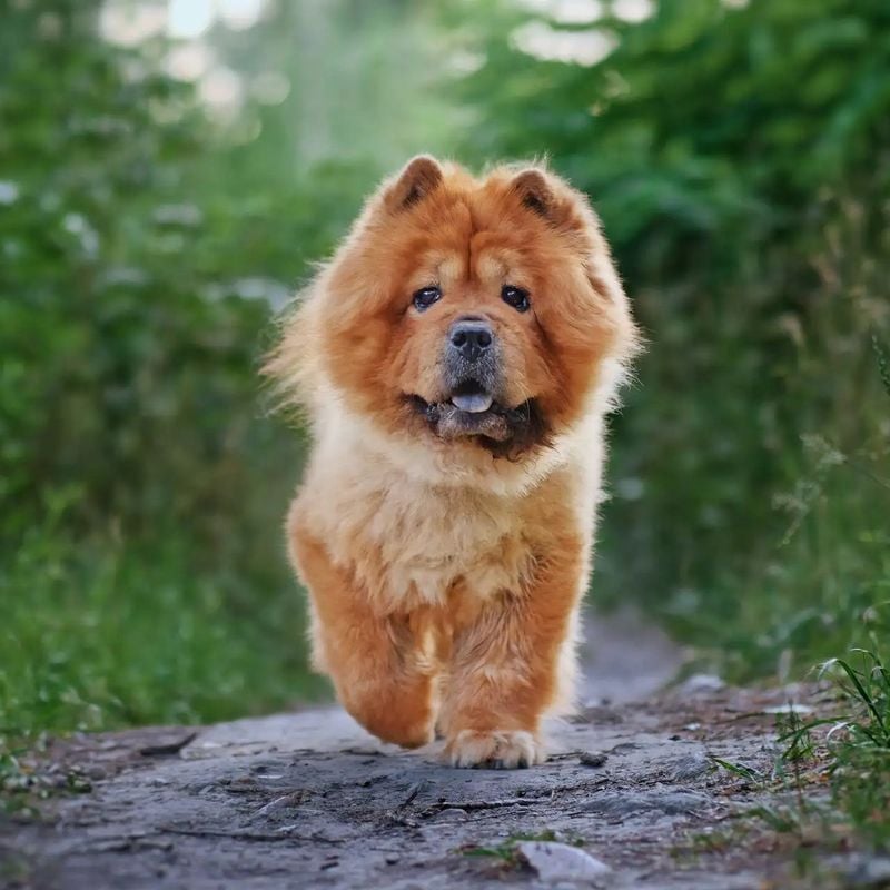 Chow Chow