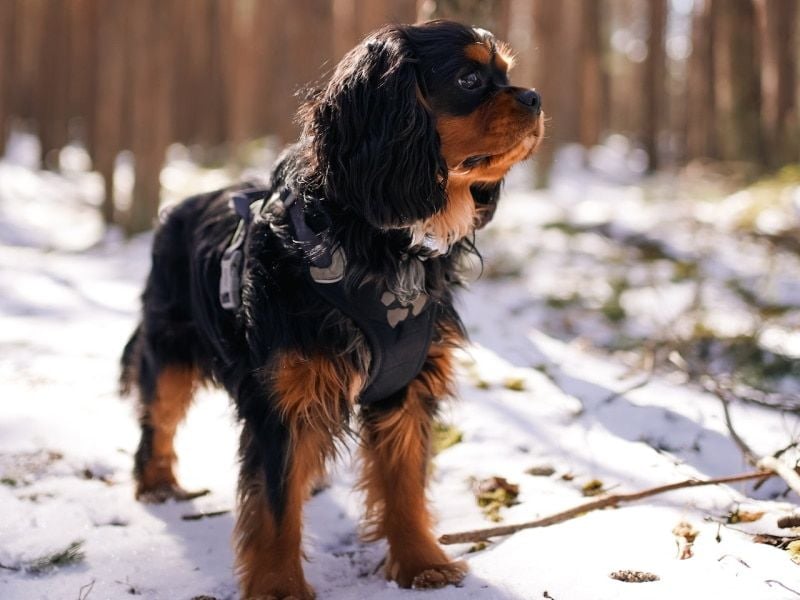 Royal Charmers: Cavalier King Charles Spaniels