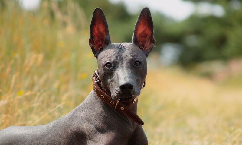Xoloitzcuintli: The Aztec Healing Hound
