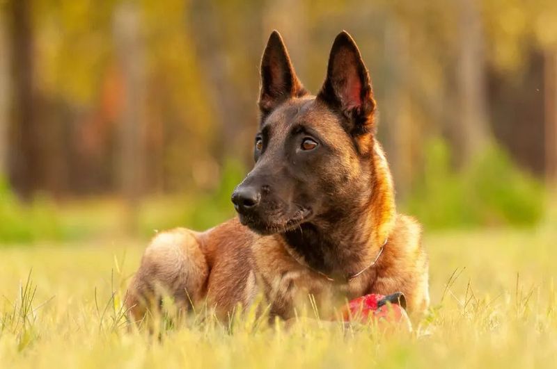 INTJ – Belgian Malinois