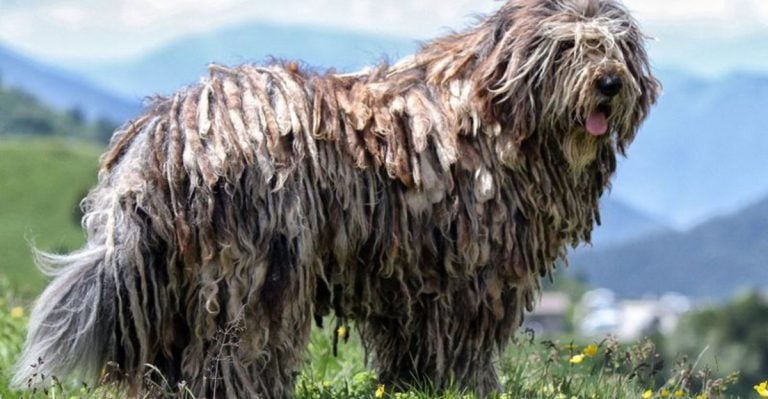7 Big Dog Breeds You’ve Probably Never Heard Of