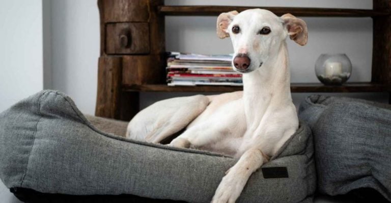 7 Dog Breeds That Are Perfect for Minimalist Living