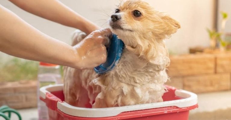 7 Hidden Dangers of Bathing Your Dog Too Often and 5 Better Grooming Hacks