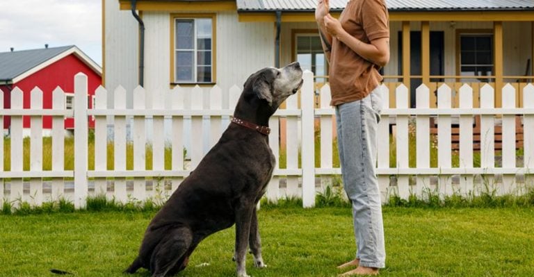 7 Rules Smart Owners Follow (and 7 Mistakes They Avoid) to Raise Great Dogs