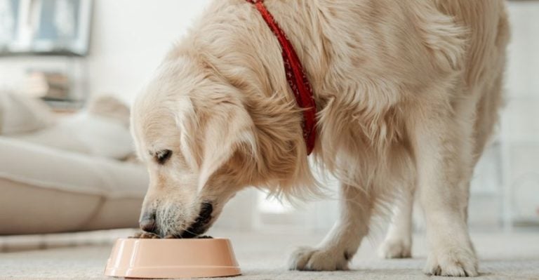 7 Simple Nutrition Habits That Could Add Years to Your Dog’s Life