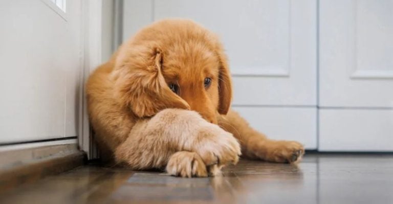 7 Ways Dogs Say They’re Scared & 7 Ways You Can Reassure Them