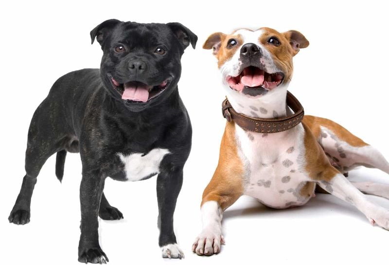 Health and Longevity