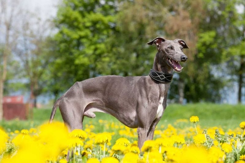 Elegant Speedsters: Italian Greyhounds