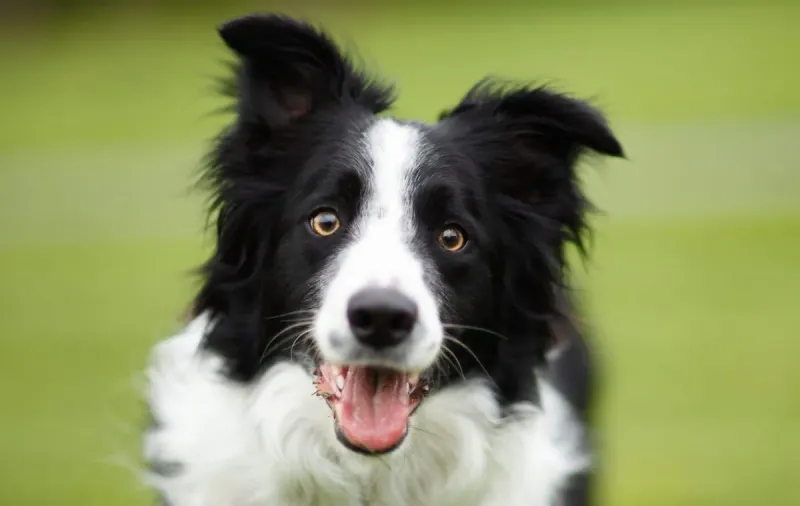 Border Collie: The Intuitive Mind-Reader