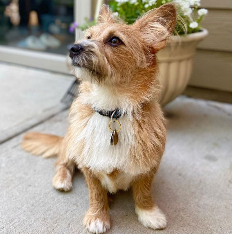 Corgipoo
