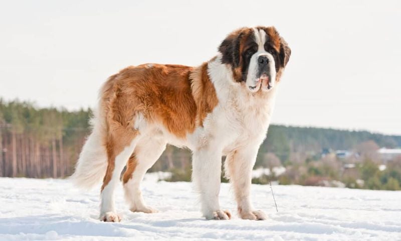 Saint Bernard's Excessive Growth Burden