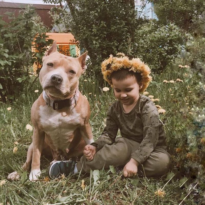 Staffordshire Bull Terrier