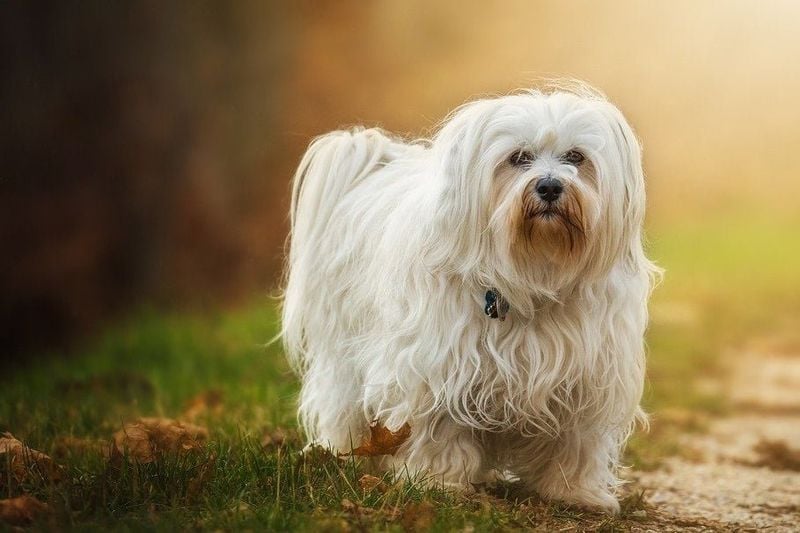 Havanese