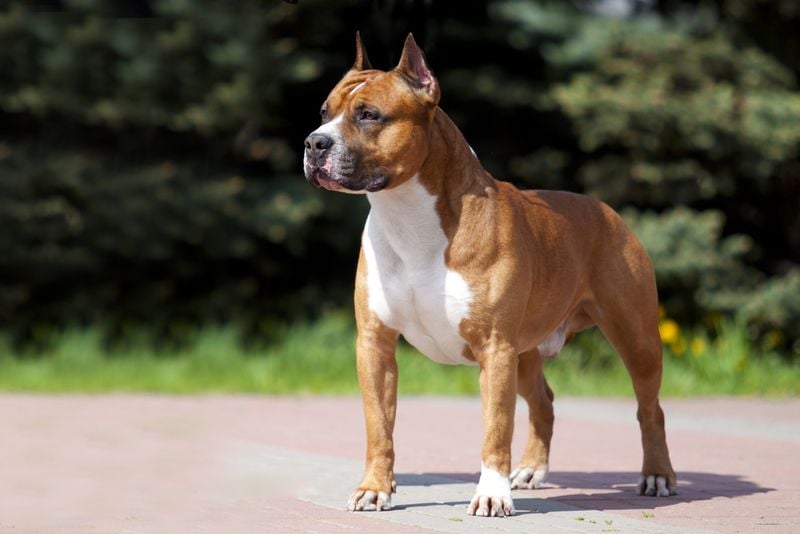 American Staffordshire Terrier: The Showstopper