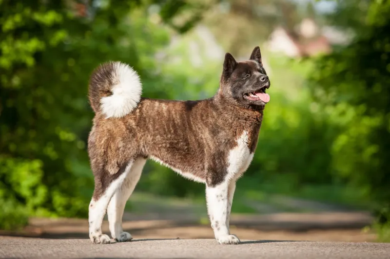 Akita