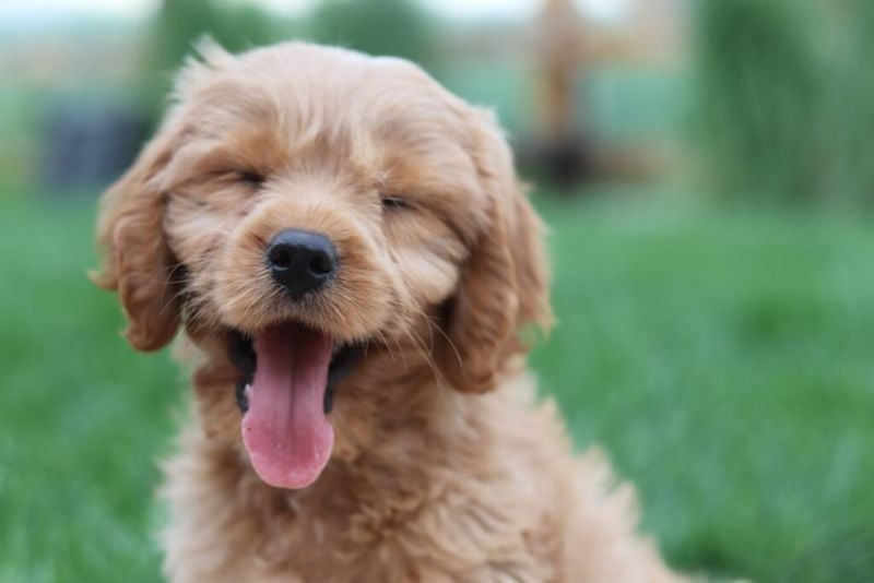 Ignoring Breed-Specific Needs