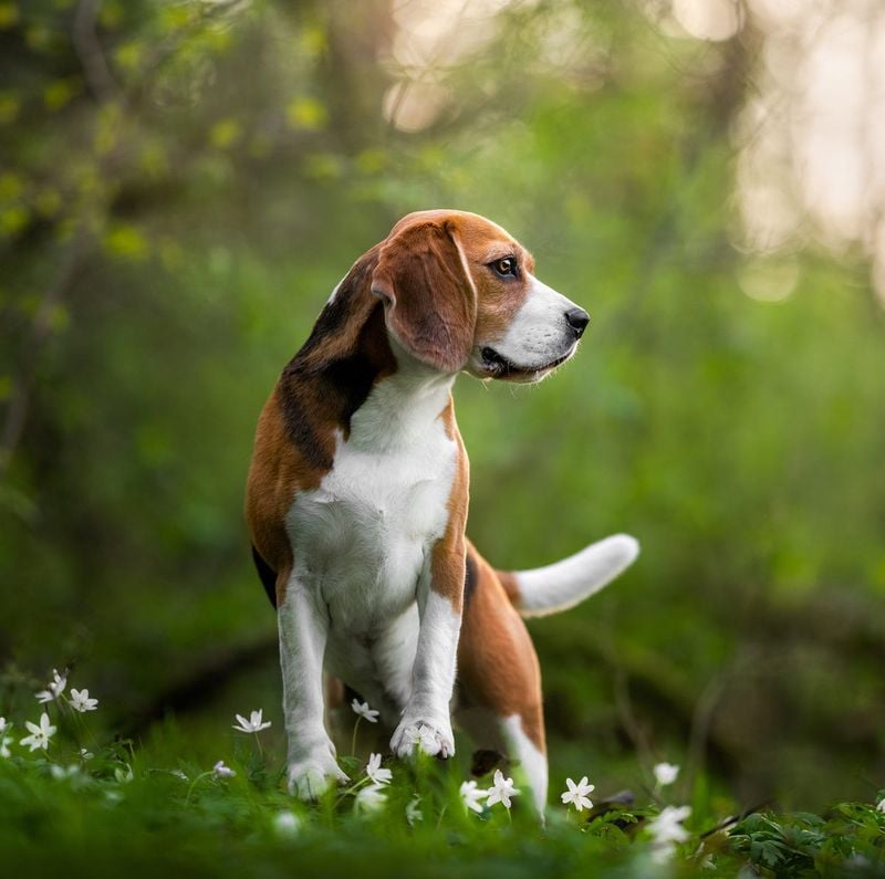 Beagle: The Merry Little Hound That Loves You Completely