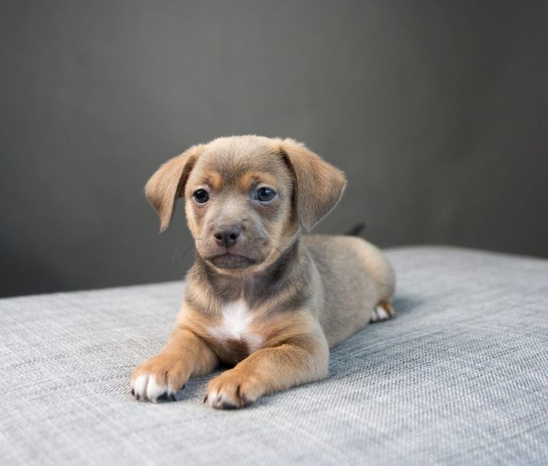 Chiweenie: Tiny Dog, Giant Personality