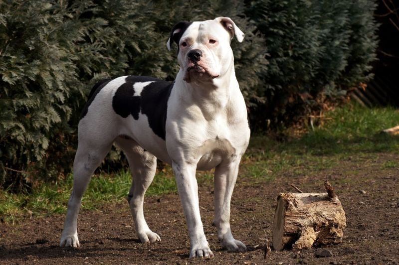 American Bulldog: Muscular Protector with Strong Will