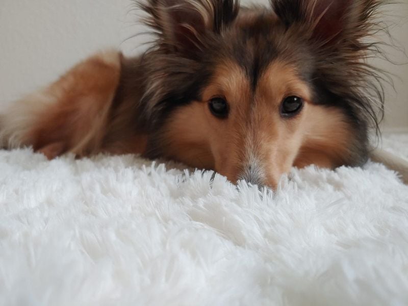 Sheltie (Shetland Sheepdog)