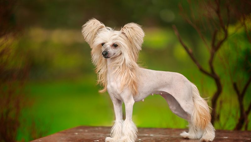 Chinese Crested: The Sensitive Provocateur