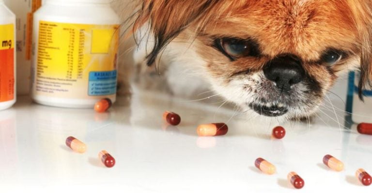 8 Genius Pet Emergency Kit Tips Vets Swear By