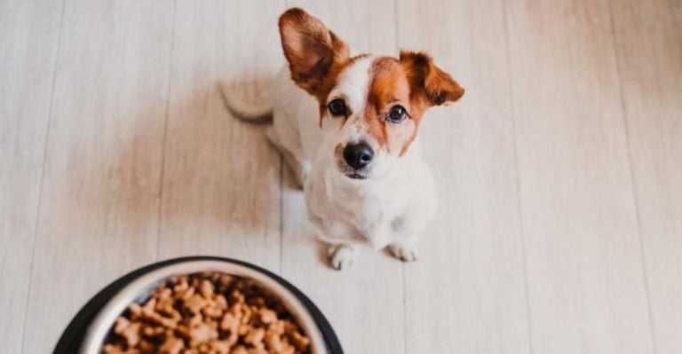 8 Simple Tricks to Stop Your Dog from Eating Too Much