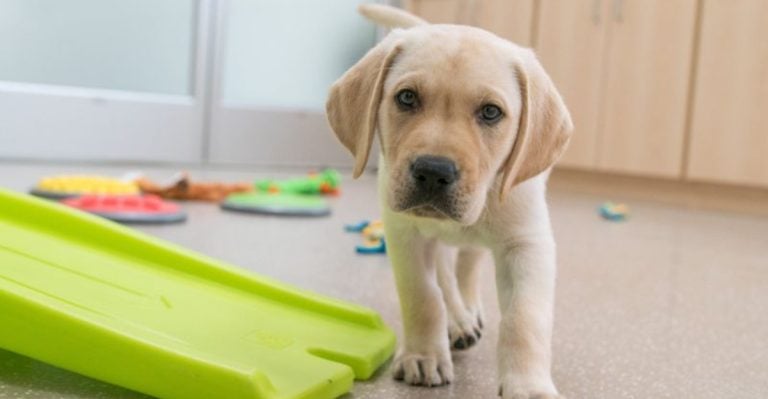 8 Simple Ways to Turn Your Home Into a Dog Paradise