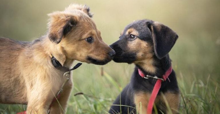 8 Socialization Tips Every Dog Owner Wishes They Knew Sooner