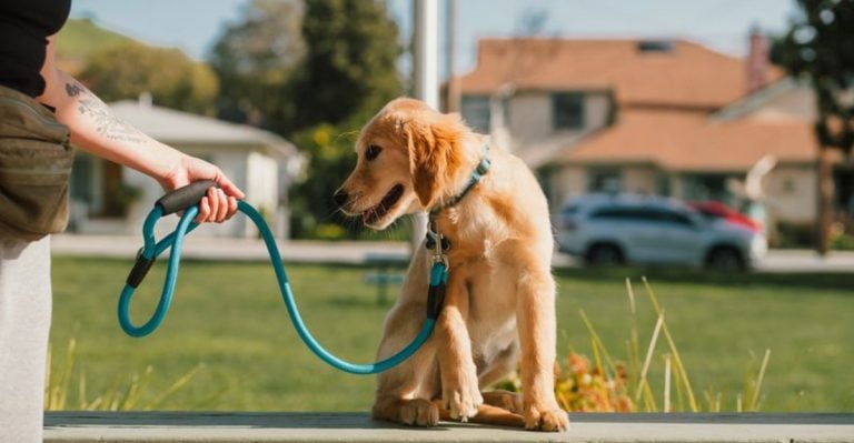 8 Summer Dog Hacks That Backfire (And What to Do Instead)