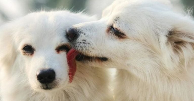 8 Sweet Ways Dogs Show They Care About Each Other