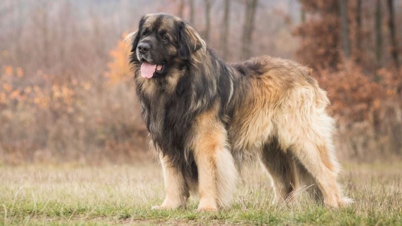 The Royal Companion: Leonberger