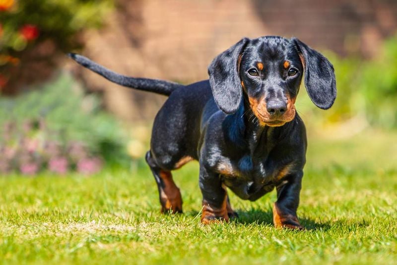 Dachshund: Long Body, Long Life
