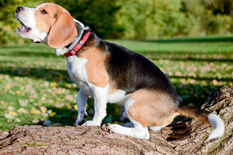 Barking to Alert You