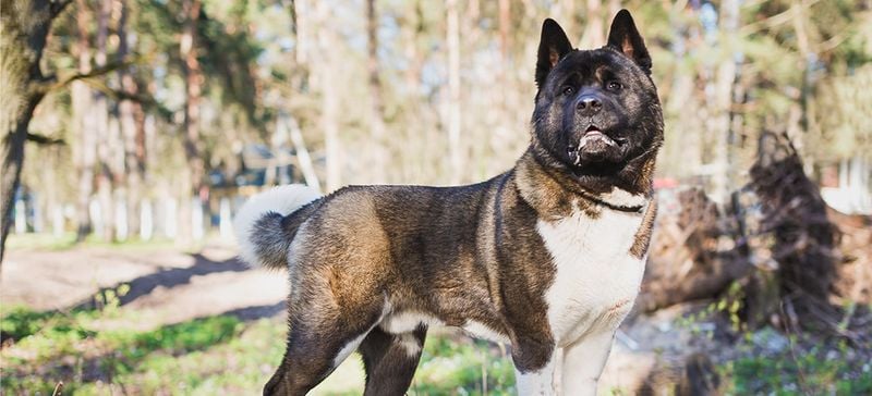 Akita