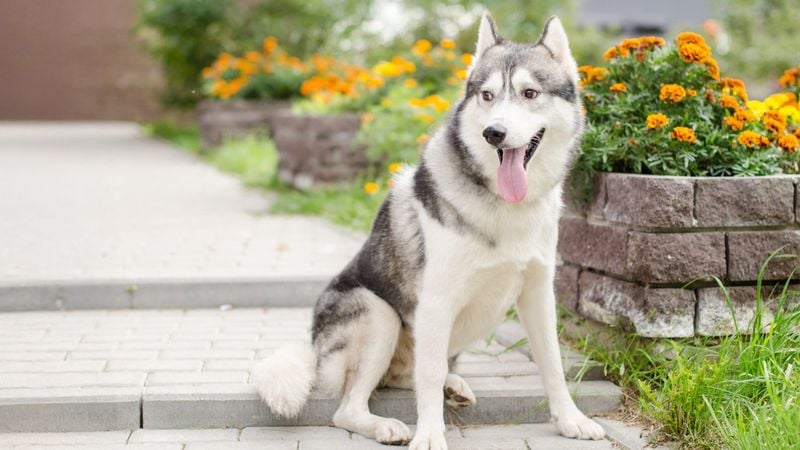 Siberian Husky: Escape Artists Extraordinaire