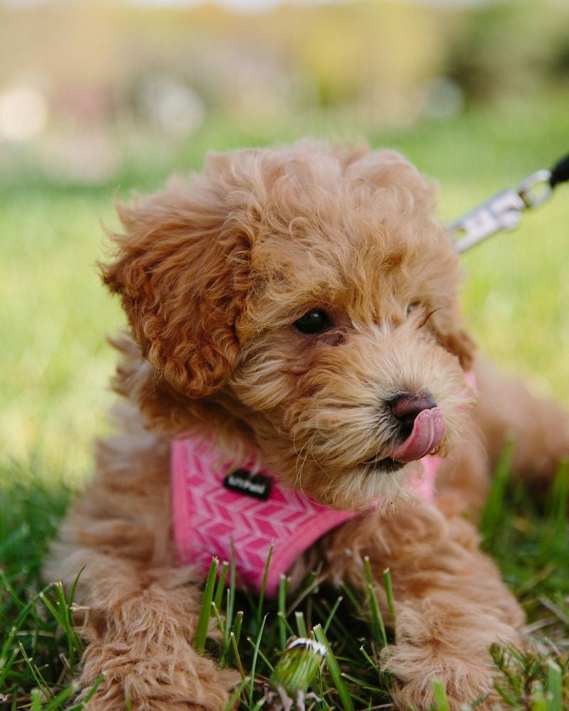 Maltipoo: Teddy Bear Looks With Marathon Lifespan