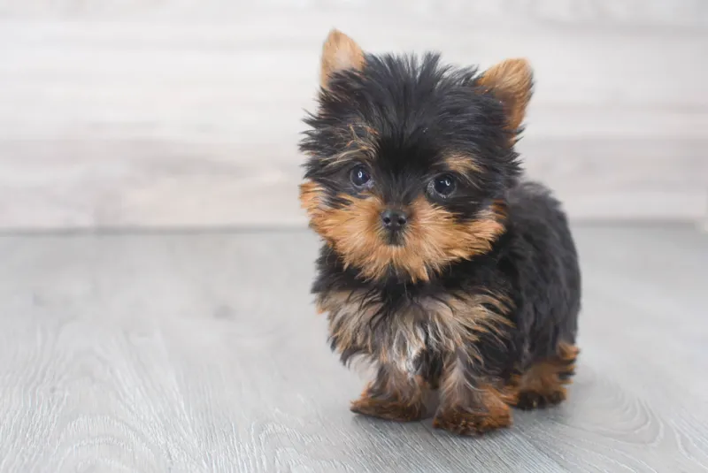 Teacup Yorkie