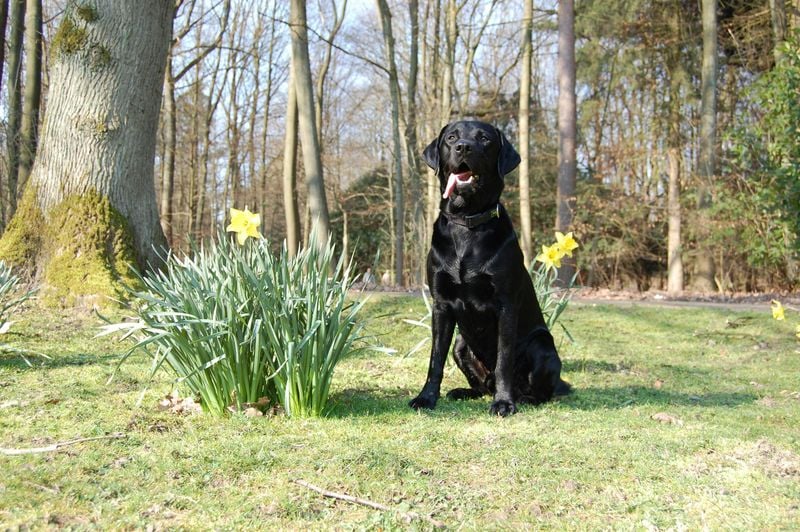 Black Labrador Retriever