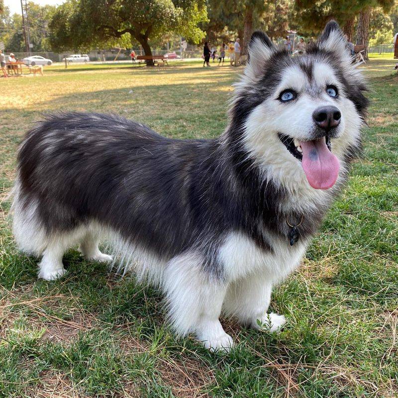 Horgi: The Short-Legged Snow Dog